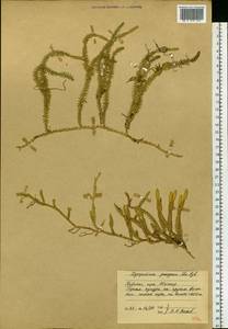Spinulum annotinum subsp. dubium (Zoëga) J.H.Xue, Chepinoga & K.P.Ma, Eastern Europe, Northern region (E1) (Russia)