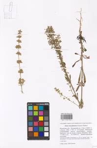 Silene borysthenica (Gruner) Walters, Eastern Europe, Moscow region (E4a) (Russia)