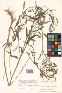 Atriplex oblongifolia Waldst. & Kit., Eastern Europe, Moscow region (E4a) (Russia)