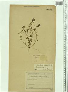 Lythrum portula (L.) D. A. Webb, Eastern Europe, Central region (E4) (Russia)