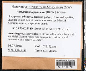 Amphidium lapponicum (Hedw.) Schimp., Bryophytes, Bryophytes - Russian Far East (excl. Chukotka & Kamchatka) (B20) (Russia)