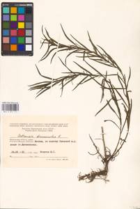 Artemisia dracunculus L., Eastern Europe, Moscow region (E4a) (Russia)