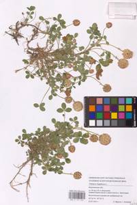 Trifolium fragiferum L., Eastern Europe, Central forest-and-steppe region (E6) (Russia)