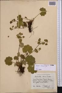 Alchemilla hebescens Juz., Middle Asia, Northern & Central Tian Shan (M4) (Kyrgyzstan)