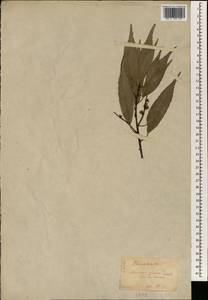 Quercus glauca Thunb., South Asia, South Asia (Asia outside ex-Soviet states and Mongolia) (ASIA) (Japan)