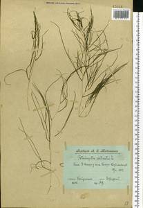 Stuckenia pectinata (L.) Börner, Eastern Europe, Volga-Kama region (E7) (Russia)