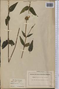 Helianthus pauciflorus subsp. pauciflorus, America (AMER) (United States)