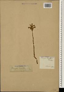 Phelipanche aegyptiaca (Pers.) Pomel, Caucasus, Armenia (K5) (Armenia)