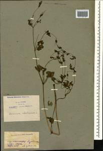 Geranium robertianum L., Caucasus, Armenia (K5) (Armenia)