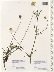 Scabiosa bipinnata C. Koch, Caucasus, Black Sea Shore (from Novorossiysk to Adler) (K3) (Russia)