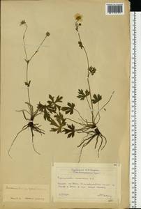Ranunculus polyanthemos L., Eastern Europe, Lower Volga region (E9) (Russia)