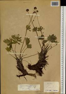 Anemonastrum narcissiflorum subsp. crinitum (Juz.) Raus, Siberia (no precise locality) (S0) (Russia)