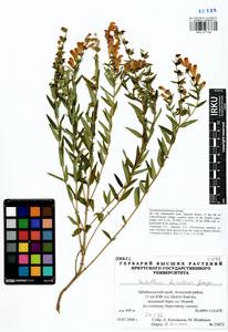 Scutellaria baicalensis Georgi, Siberia, Baikal & Transbaikal region (S4) (Russia)