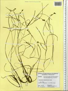 Sparganium hyperboreum Laest. ex Beurl., Siberia, Central Siberia (S3) (Russia)