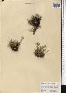 Leontopodium campestre (Ledeb.) Hand.-Mazz., Middle Asia, Western Tian Shan & Karatau (M3) (Kyrgyzstan)