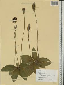 Plantago media L., Eastern Europe, Western region (E3) (Russia)