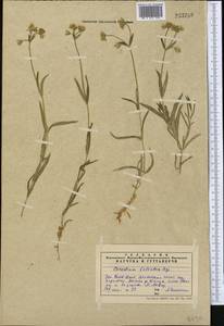 Dichodon maximum (L.) Á. Löve & D. Löve, Middle Asia, Western Tian Shan & Karatau (M3) (Kazakhstan)