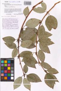 Populus ×moscoviensis Schröd., Eastern Europe, Central region (E4) (Russia)