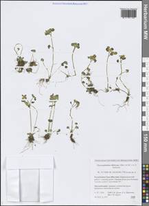 Chrysosplenium sibiricum (Ser. ex DC.) A.P.Khokhr., Siberia, Yakutia (S5) (Russia)