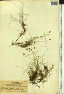 Carex duriuscula C.A.Mey., Siberia, Altai & Sayany Mountains (S2) (Russia)