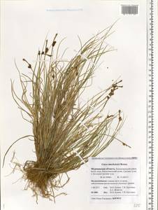 Carex mackenziei V.I.Krecz., Eastern Europe, Northern region (E1) (Russia)