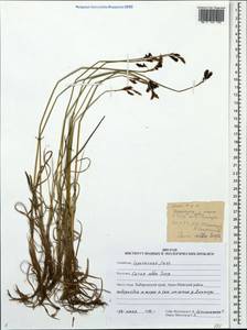 Carex alba Scop., Siberia, Russian Far East (S6) (Russia)