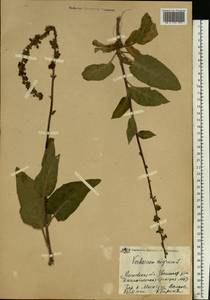 Verbascum nigrum L., Eastern Europe, Moscow region (E4a) (Russia)