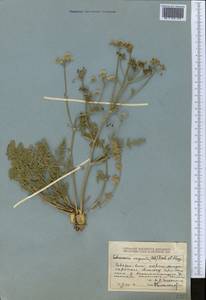 Schrenkia vaginata (Ledeb.) Fisch. & C.A.Mey., Middle Asia, Dzungarian Alatau & Tarbagatai (M5) (Kazakhstan)