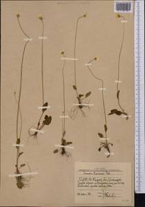 Parnassia laxmannii Pall. ex Schult., Middle Asia, Western Tian Shan & Karatau (M3) (Uzbekistan)