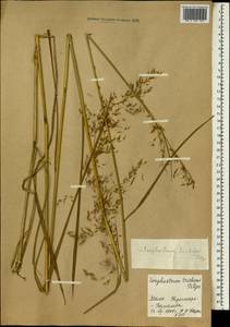 Sorghastrum stipoides (Kunth) Nash, Africa (AFR) (Mali)
