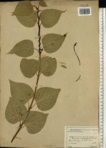 Cuscuta lupuliformis Krock., Eastern Europe, Central forest-and-steppe region (E6) (Russia)