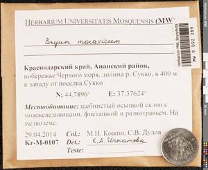 Rosulabryum moravicum (Podp.) Ochyra & Stebel, Bryophytes, Bryophytes - North Caucasus & Ciscaucasia (B12) (Russia)