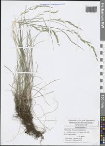 Festuca rubra L., Eastern Europe, Middle Volga region (E8) (Russia)