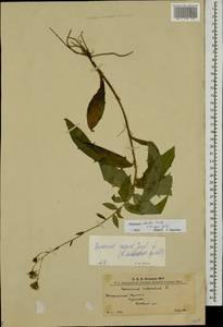 Hieracium sabaudum subsp. sabaudum, Eastern Europe, West Ukrainian region (E13) (Ukraine)