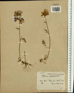 Polemonium caeruleum subsp. campanulatum Th. Fr., Eastern Europe, Northern region (E1) (Russia)