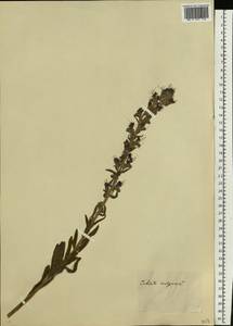 Echium vulgare L., Eastern Europe, Moscow region (E4a) (Russia)