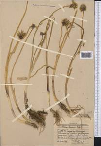 Allium semenovii Regel, Middle Asia, Western Tian Shan & Karatau (M3) (Uzbekistan)
