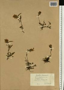 Prunella laciniata (L.) L., Eastern Europe, West Ukrainian region (E13) (Ukraine)