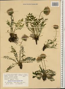 Jurinea coronopifolia Sommier & Levier, Caucasus, North Ossetia, Ingushetia & Chechnya (K1c) (Russia)