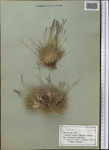 Festuca, Middle Asia, Northern & Central Tian Shan (M4) (Kyrgyzstan)