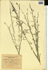 Xeranthemum cylindraceum Sibth. & Sm., Eastern Europe, Moldova (E13a) (Moldova)