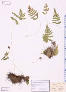 Phegopteris connectilis (Michx.) Watt, Siberia, Altai & Sayany Mountains (S2) (Russia)