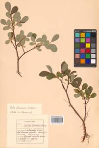 Salix fuscescens Andersson, Siberia, Russian Far East (S6) (Russia)