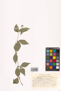 Vicia unijuga A.Braun, Siberia, Russian Far East (S6) (Russia)