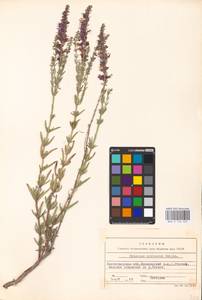MHA 0 156 629, Hyssopus officinalis subsp. montanus (Jord. & Fourr.) Briq., Eastern Europe, Lower Volga region (E9) (Russia)