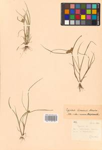 Cyperus limosus Maxim., Siberia, Russian Far East (S6) (Russia)