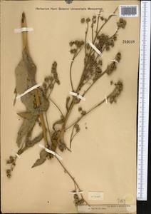 Cynoglossum viridiflorum Pall. ex Lehm., Middle Asia, Muyunkumy, Balkhash & Betpak-Dala (M9) (Kazakhstan)