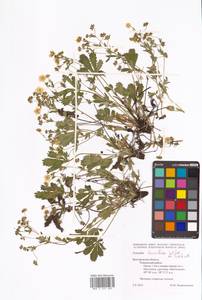 Potentilla humifusa Willd. ex D. F. K. Schltdl., Eastern Europe, Central forest-and-steppe region (E6) (Russia)