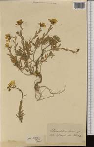 Erysimum × cheiri (L.) Crantz, Western Europe (EUR) (Switzerland)