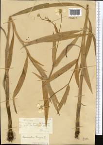 Ranunculus lingua L., Middle Asia, Muyunkumy, Balkhash & Betpak-Dala (M9) (Kazakhstan)